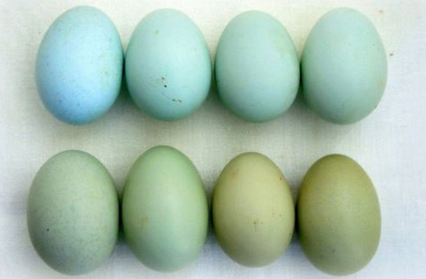 Необычные яйца с необычными свойствами