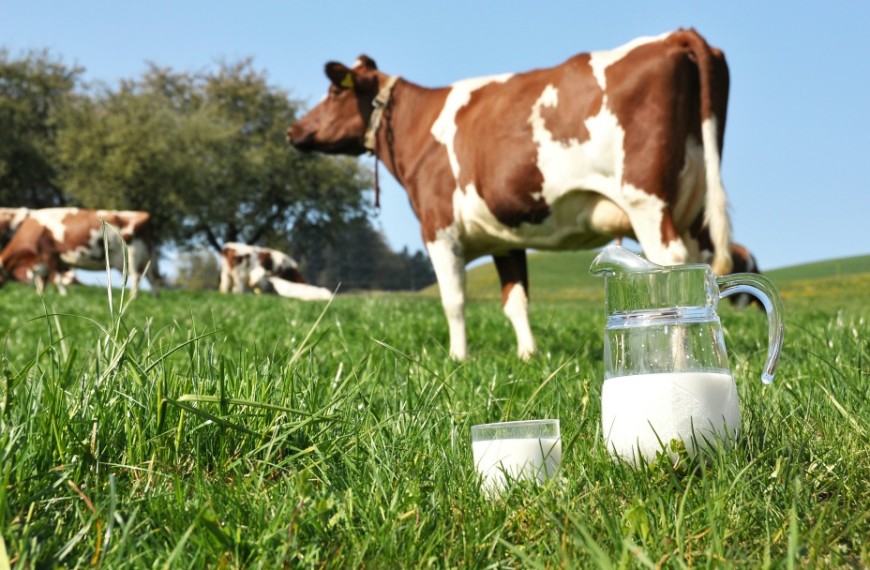 Необычные свойства молочных продуктов